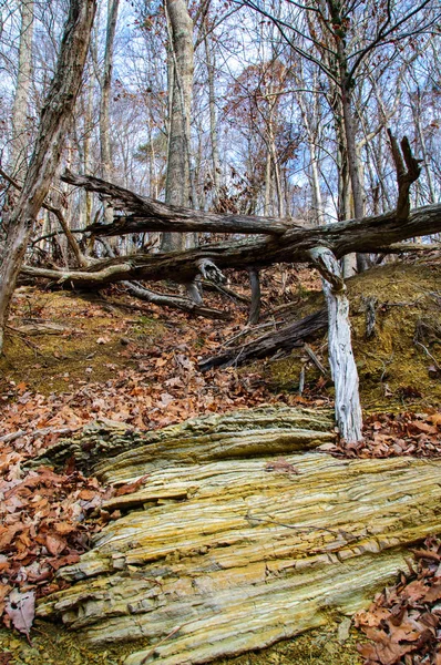Árvores Mortas Margem Lago Florestal Estado Tennessee Eua — Fotografia de Stock