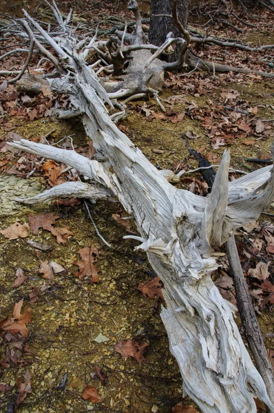 Árvores Mortas Uma Floresta Tennessee Eua — Fotografia de Stock