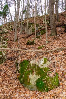 Ormanda yosun ve kertenkelelerin yetiştiği taşlar, Tennessee, Usa