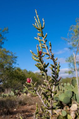 Cilindopuntia kaktüsünde tohumlu kırmızı meyve Teksas 'ta kumlu bir tepenin yakınlarında. Texas eyaletinin vahşi yaşamı.