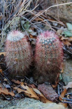 Big Bend Ulusal Parkı 'nın kaktüsü. Echinocereus dasyacanthus, Texas gökkuşağı kaktüsü