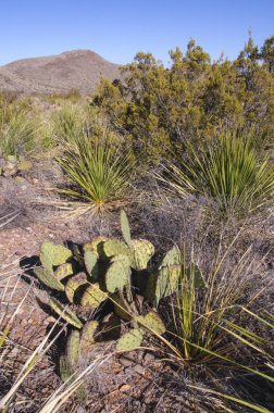 Opuntia makrocentra, Mor dikenli armut kaktüsü, Big Bend Ulusal Parkı