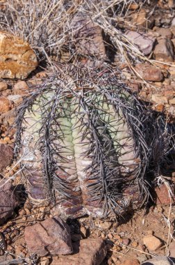 Big bend Milli Parkı