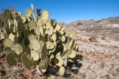 Big bend Milli Parkı