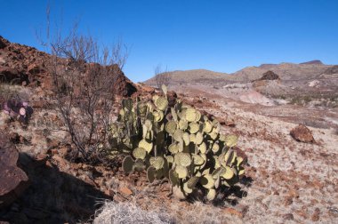 Big bend Milli Parkı