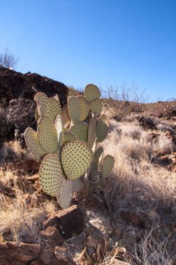 Big bend Milli Parkı