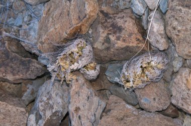 Big bend Milli Parkı