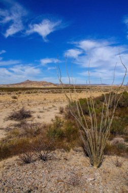 Ocotillo bitkisi, Fouquieria ihtişamı, Texas, Big Bend Ulusal Parkı 'nın Chihuahuan Çölü' nde