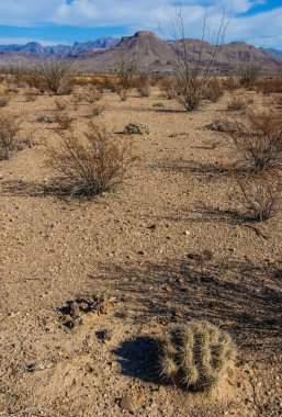 Big Bend Ulusal Parkı 'nın kaktüsü. Echinocereus stramineus: Çilekli kirpi kaktüsü, Big Bend Ulusal Parkı 'ndaki Teksas Çölü' nde saman renkli kirpi.. 