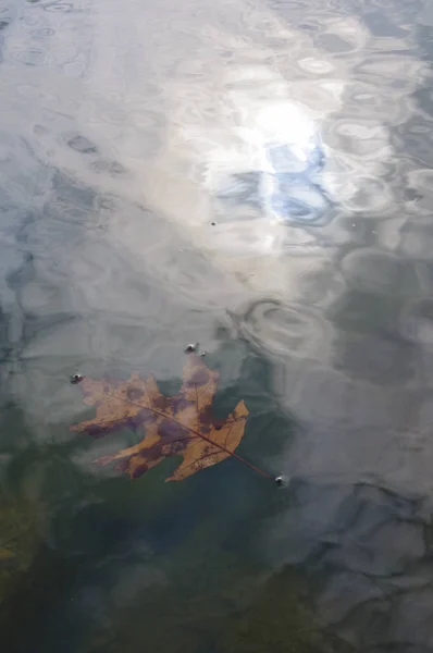 Ein Blatt Eines Baumes Schwimmt Wasser Ein Spiegelbild Der Sonne — Stockfoto