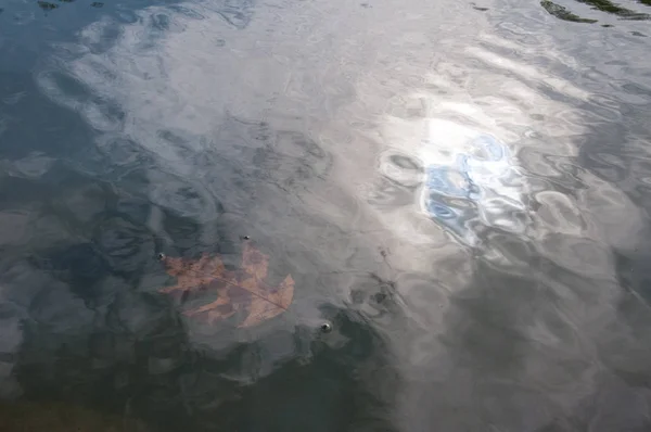 Ein Blatt Eines Baumes Schwimmt Wasser Ein Spiegelbild Der Sonne — Stockfoto