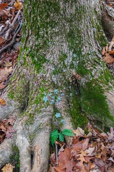 Musgos Líquenes Tronco Árvore Velha Tennessee Eua — Fotografia de Stock
