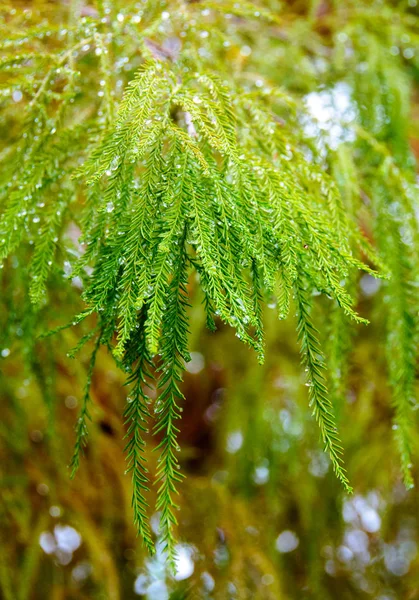 Nature Texas Gouttes Eau Pluie Sur Les Conifères États Unis — Photo