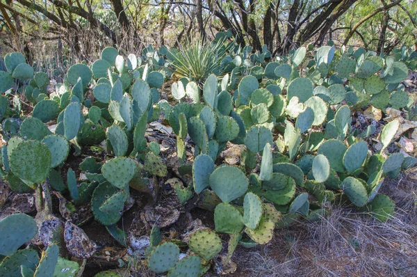 Duże Zarośla Dzikiego Kaktusa Opuntia Wzgórzach Piaskowych Wzdłuż Forogi Teksasie — Zdjęcie stockowe