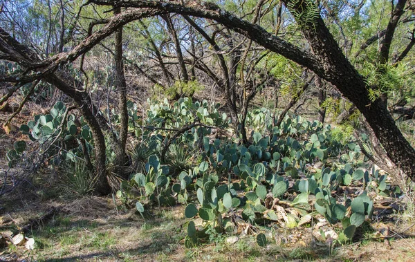 Grandes Moitas Opuntia Cactos Selvagens Colinas Areia Longo Forogi Texas — Fotografia de Stock