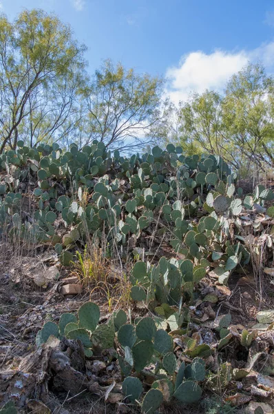 Grandi Boscaglie Cactus Opuntia Selvatici Colline Sabbia Lungo Una Strada — Foto Stock