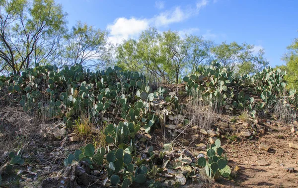 Grandi Boscaglie Cactus Opuntia Selvatici Colline Sabbia Lungo Una Strada — Foto Stock