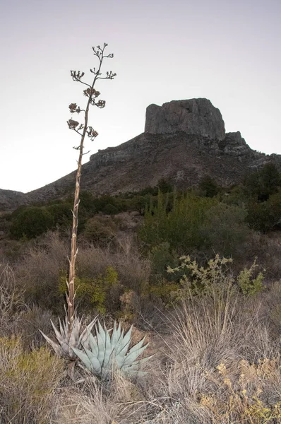 Nationalpark Big Bend — Stockfoto