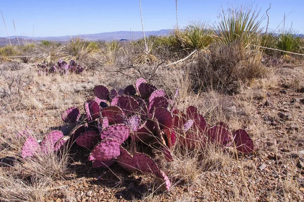 Opuntia makrocentra, Mor dikenli armut kaktüsü, Big Bend Ulusal Parkı