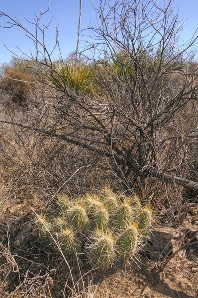 Parque Nacional Big Bend —  Fotos de Stock