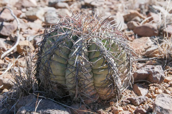 Big bend Milli Parkı