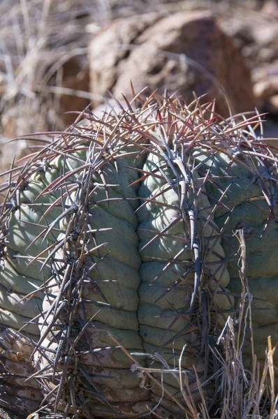 Big bend Milli Parkı