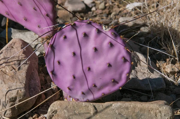 Opuntia Macrocentra Purple Prickly Pear Cactus Big Bend National Park — стокове фото
