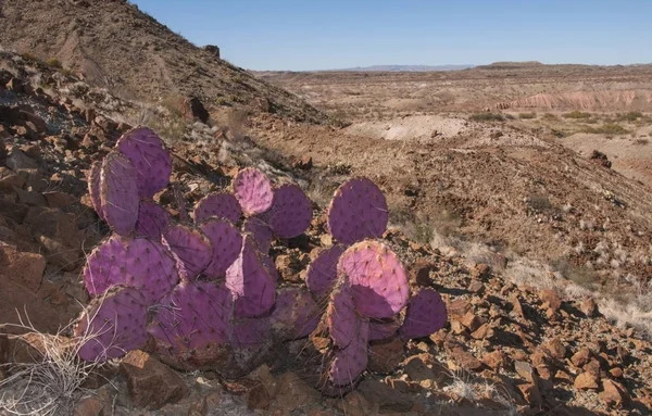 Opuntia makrocentra, Mor dikenli armut kaktüsü, Big Bend Ulusal Parkı
