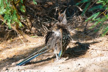 Birds USA. Greater Roadrunner (Geococcyx californianus) in Texas. Santa Elena Canyon in Big Bend National Park.  clipart