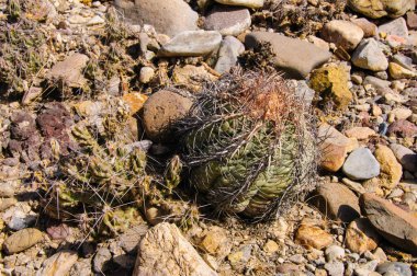 Kartal pençeleri (ya da Türk kafası) kaktüs, Echinocactus yatay olarak Teksas Çölü 'nde Big Bend Ulusal Parkı' nda