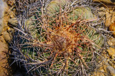 Kartal pençeleri (ya da Türk kafası) kaktüs, Echinocactus yatay olarak Teksas Çölü 'nde Big Bend Ulusal Parkı' nda