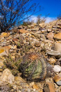 Kartal pençeleri (ya da Türk kafası) kaktüs, Echinocactus yatay olarak Teksas Çölü 'nde Big Bend Ulusal Parkı' nda