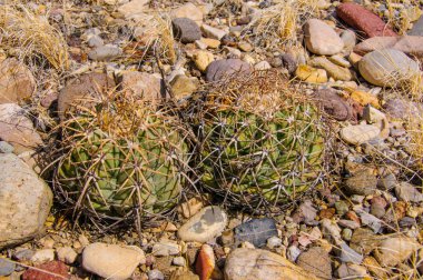 Kartal pençeleri (ya da Türk kafası) kaktüs, Echinocactus yatay olarak Teksas Çölü 'nde Big Bend Ulusal Parkı' nda