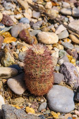 Big Bend Ulusal Parkı 'nın kaktüsü. Echinocereus pectinatus, Texas gökkuşağı kaktüsü, Teksas Eyaleti Vahşi Hayatı.