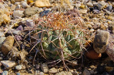 Kartal pençeleri (ya da Türk kafası) kaktüs, Echinocactus yatay olarak Teksas Çölü 'nde Big Bend Ulusal Parkı' nda
