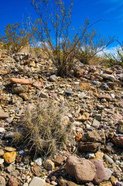 Big Bend Ulusal Parkı 'nın kaktüsü. Echinocereus stramineus: Çilekli kirpi kaktüsü, Big Bend Ulusal Parkı 'ndaki Teksas Çölü' nde saman renkli kirpi.. 