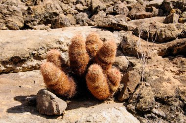Big Bend Ulusal Parkı 'nın kaktüsü. Echinocereus pectinatus, Texas gökkuşağı kaktüsü, Teksas Eyaleti Vahşi Hayatı.