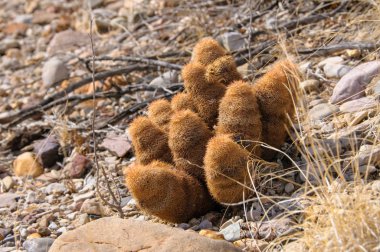 Big Bend Ulusal Parkı 'nın kaktüsü. Echinocereus pectinatus, Texas gökkuşağı kaktüsü, Teksas Eyaleti Vahşi Hayatı.