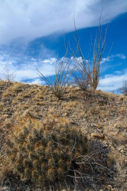 Big Bend Ulusal Parkı 'nın kaktüsü. Echinocereus stramineus: Çilekli kirpi kaktüsü, Big Bend Ulusal Parkı 'ndaki Teksas Çölü' nde saman renkli kirpi.. 