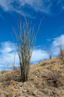 Ocotillo bitkisi, Fouquieria ihtişamı, Texas, Big Bend Ulusal Parkı 'nın Chihuahuan Çölü' nde