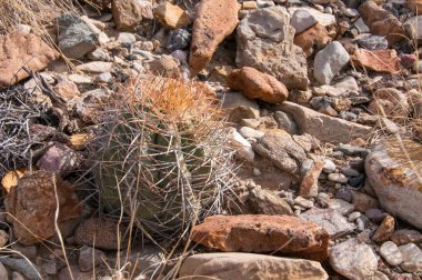 Kartal pençeleri (ya da Türk kafası) kaktüs, Echinocactus yatay olarak Teksas Çölü 'nde Big Bend Ulusal Parkı' nda