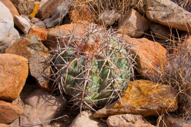 Kartal pençeleri (ya da Türk kafası) kaktüs, Echinocactus yatay olarak Teksas Çölü 'nde Big Bend Ulusal Parkı' nda