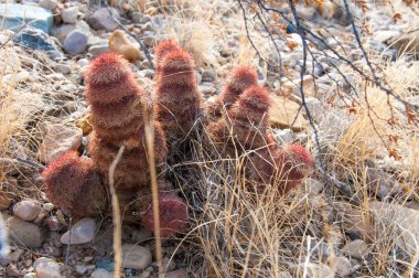 Big Bend Ulusal Parkı 'nın kaktüsü. Echinocereus pectinatus, Texas gökkuşağı kaktüsü, Teksas Eyaleti Vahşi Hayatı.