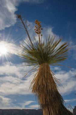 Dev bir yukka, Batı Teksas 'taki Big Bend Ulusal Parkı' nda yetişen birçok çöl bitkisinden biridir..
