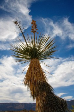 Dev bir yukka, Batı Teksas 'taki Big Bend Ulusal Parkı' nda yetişen birçok çöl bitkisinden biridir..