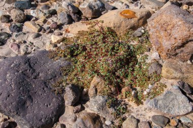 Taş çöl, çiçek açan bitkiler, Texas 'ta kurumuş bir nehir yatağının çöl manzarası Big Bend Ulusal Parkı' ndaki çöl bitkileri.