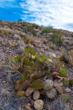 Big Bend Ulusal Parkı 'nın kaktüsü. Opuntia makrocentra: mor dikenli armut, siyah dikenli armut. Big Bend Ulusal Parkı