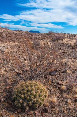 Taş çöl, Teksas 'taki dağlarda çöl manzarası Big Bend Ulusal Parkı, kaktüs ve çöl bitkileri.
