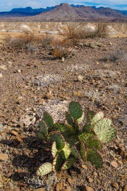 Big Bend Ulusal Parkı 'nın kaktüsü. Opuntia makrocentra: mor dikenli armut, siyah dikenli armut. Big Bend Ulusal Parkı