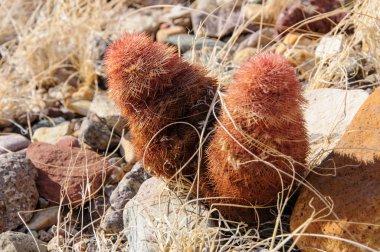 Big Bend Ulusal Parkı 'nın kaktüsü. Echinocereus pectinatus, Texas gökkuşağı kaktüsü, Teksas Eyaleti Vahşi Hayatı.